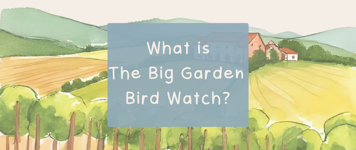 What is the Big Garden Bird Watch? - Roy's Boys