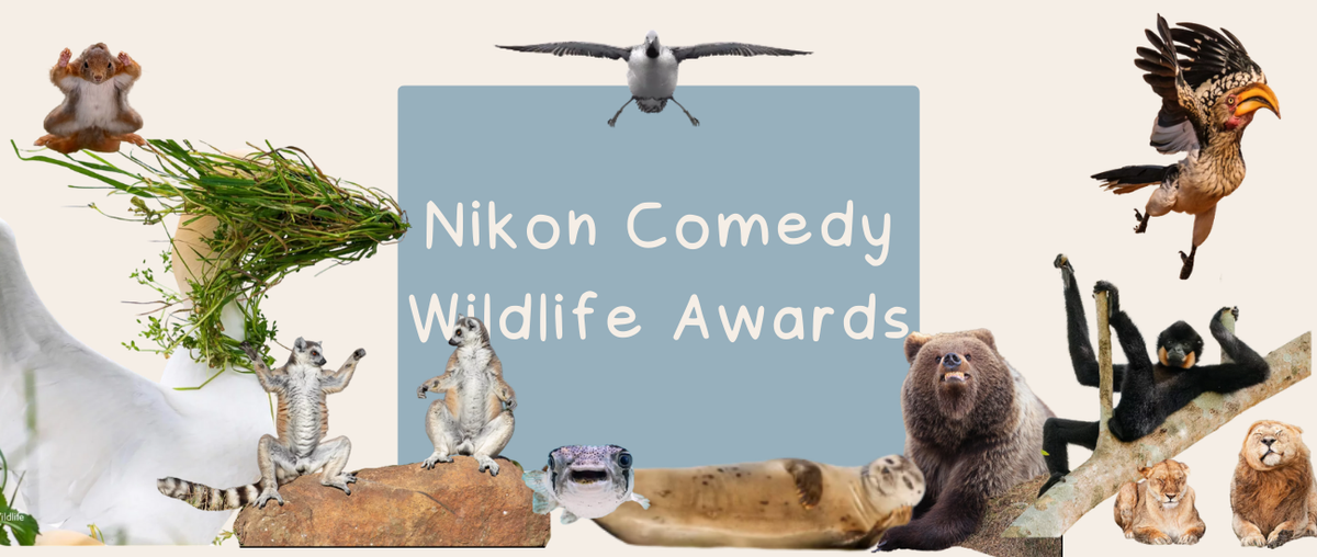 Nikon Comedy Wildlife Awards - Roy's Boys
