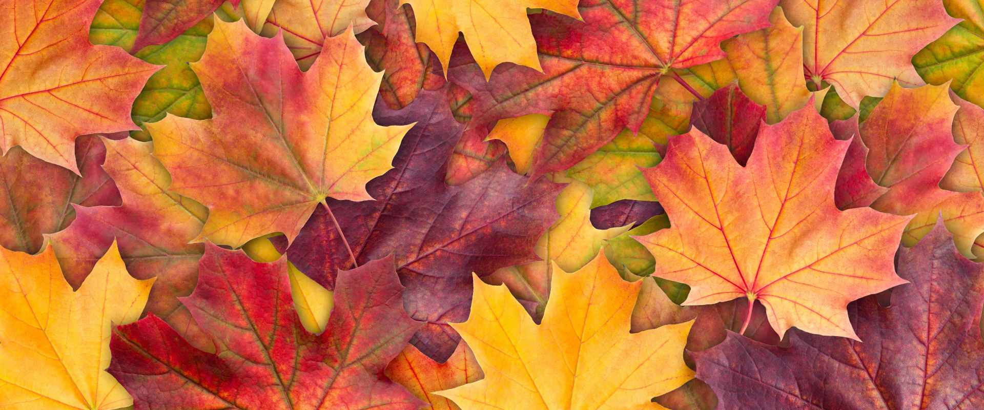 Autumn Leaves Colouring Worksheet