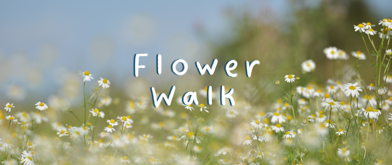 Text: Flower Walk Image: daisy meadow