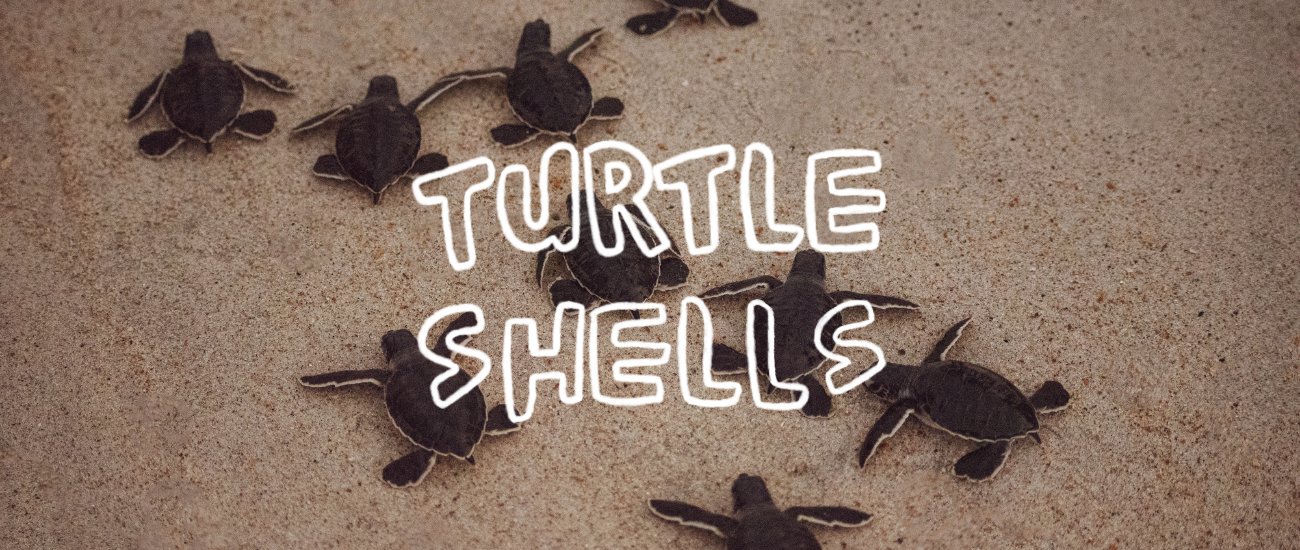Text: Turtle Shells. Image: Turtles walking across the sand.