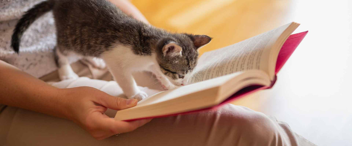 Cat Bookmarks | Kids Activity - Roy's Boys