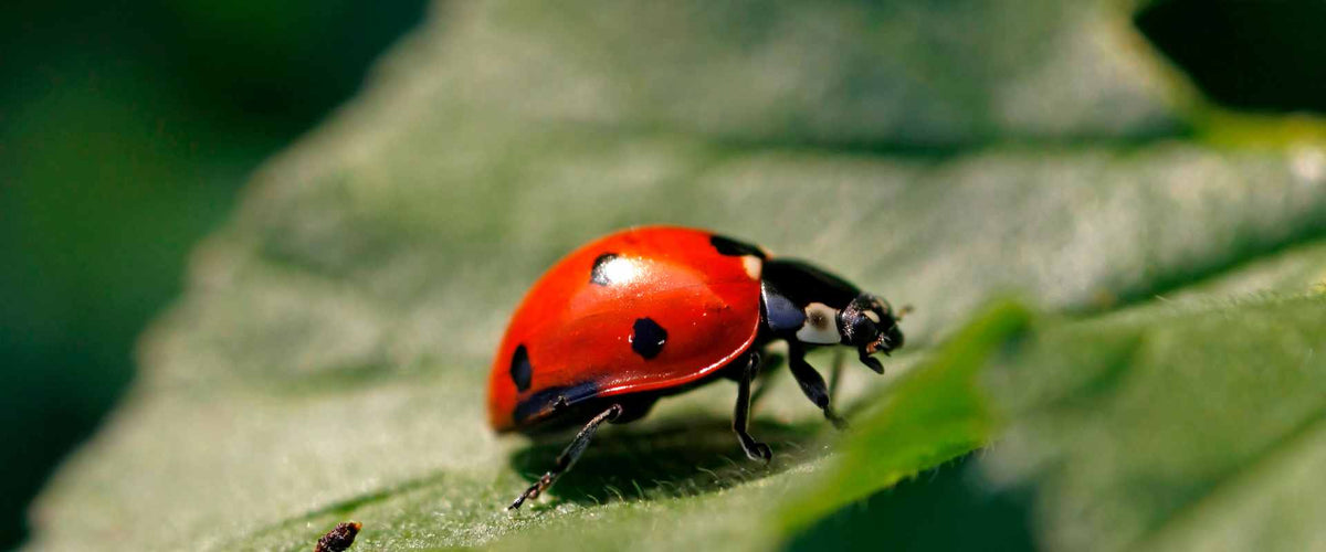 Complete The Bugs | Kids Activity - Roy's Boys