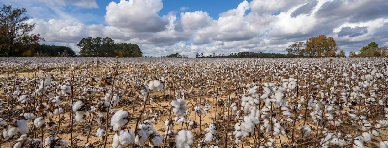 Understanding Cotton In Sustainability