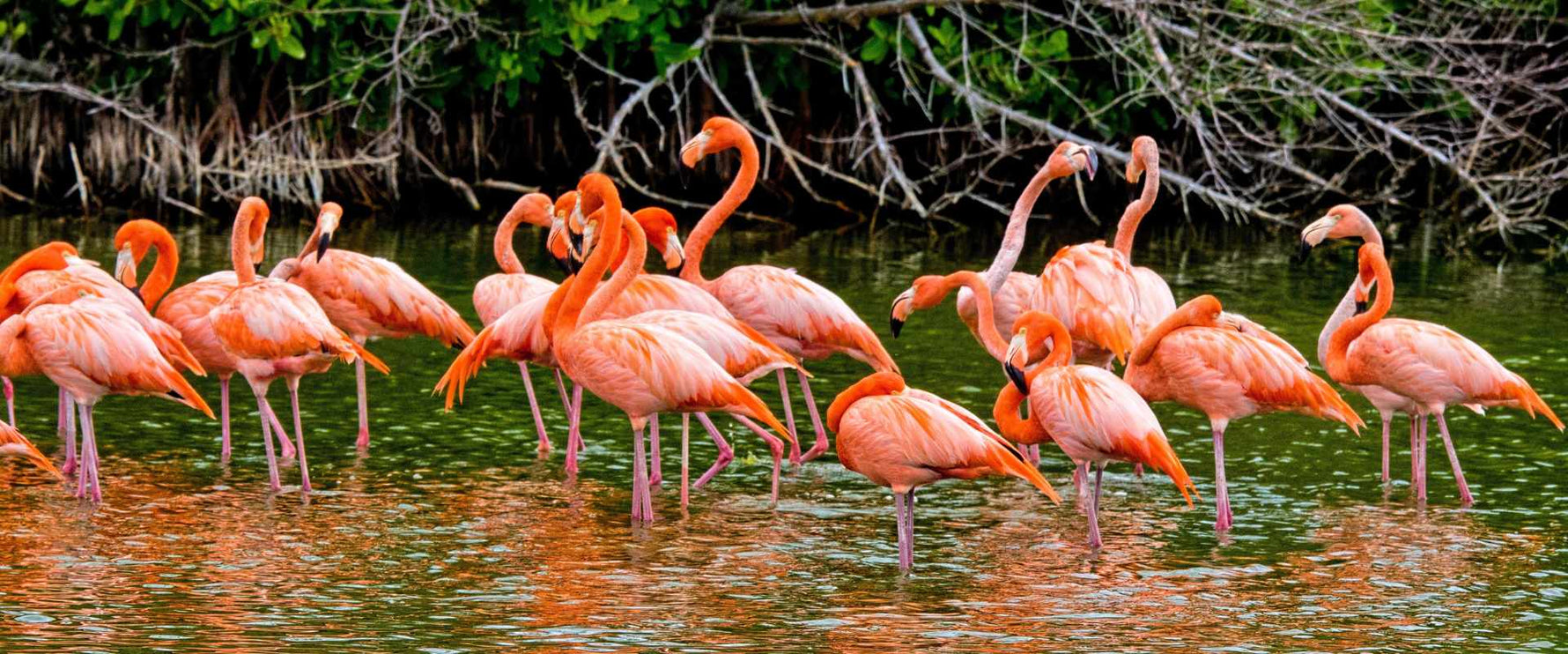 Flamingos Learn and Colour by Number Kids Activity Roy's Boys