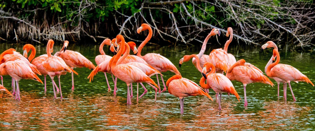 Flamingos: Learn and Colour by Number | Kids Activity - Roy's Boys