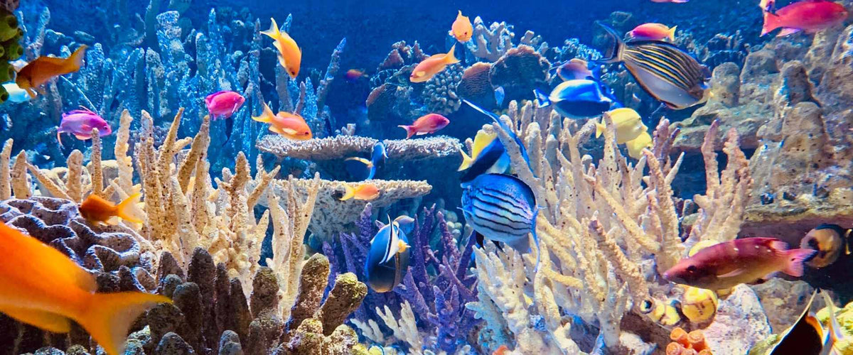 Sea Animals Colouring Worksheet | Kids Activity - Roy's Boys